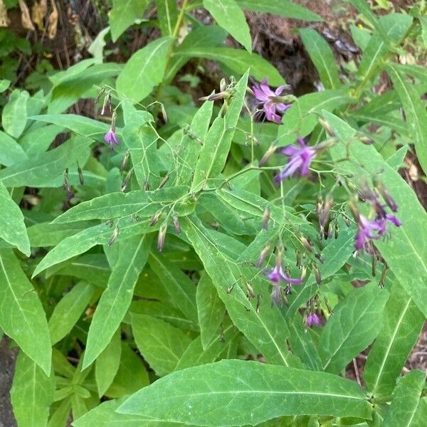 Prenanthes purpurea Floro