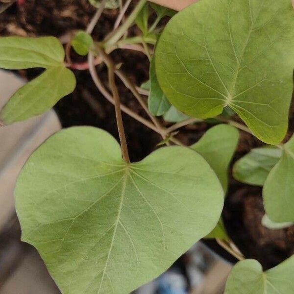 Amaranthus viridis Yaprak