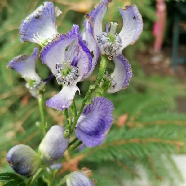 Aconitum variegatum Квітка