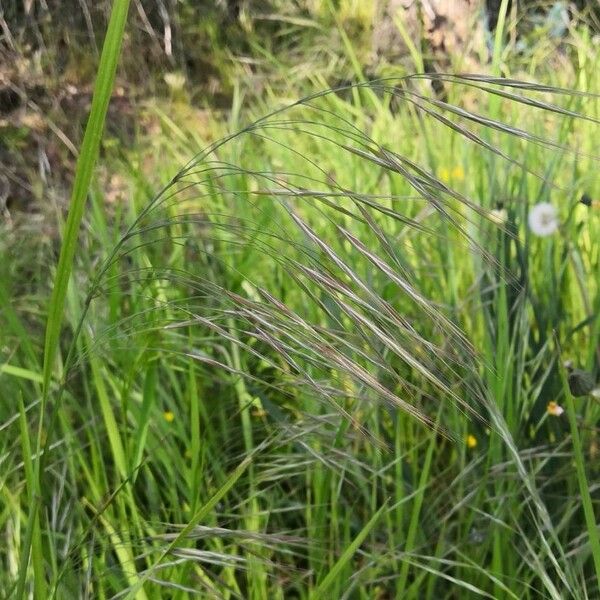 Avena sterilis Flor