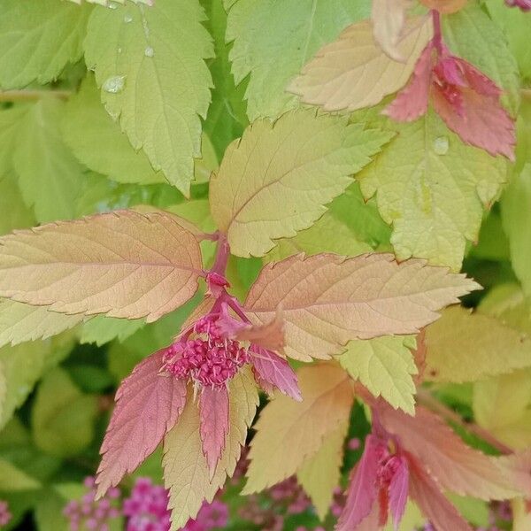 Spiraea japonica Leaf