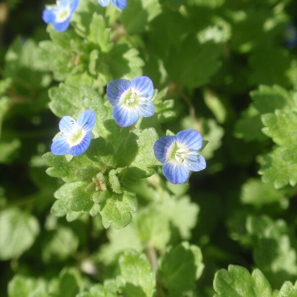 Veronica polita Flower