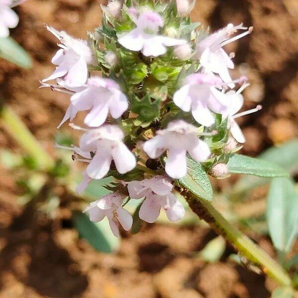 Thymus herba-barona Flower