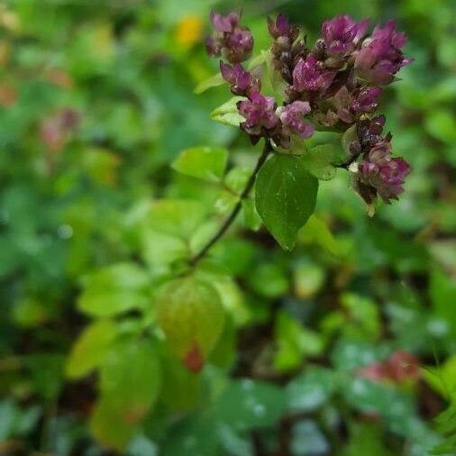 Origanum vulgare autre