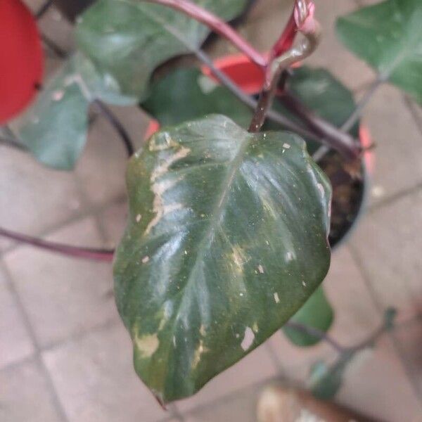 Philodendron erubescens Foglia