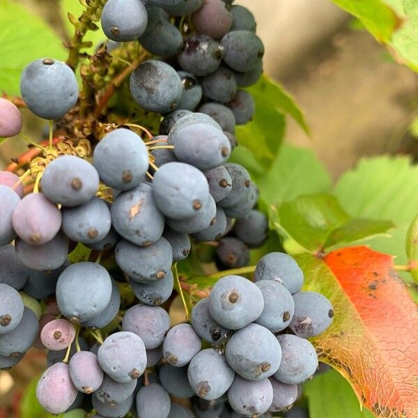 Berberis aquifolium Fruit