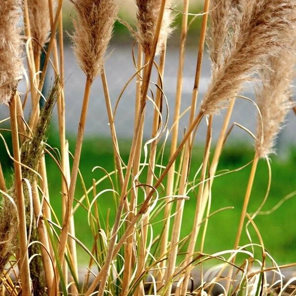 Cortaderia selloana Кора