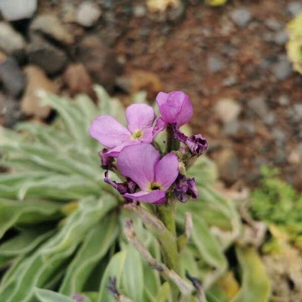 Matthiola maderensis Цвят