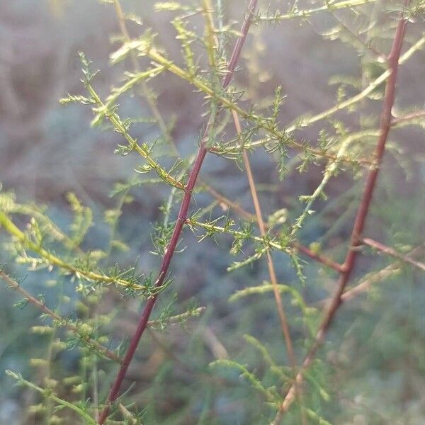 Artemisia scoparia Levél