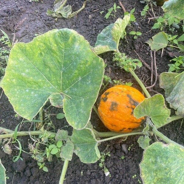 Cucurbita maxima Ліст