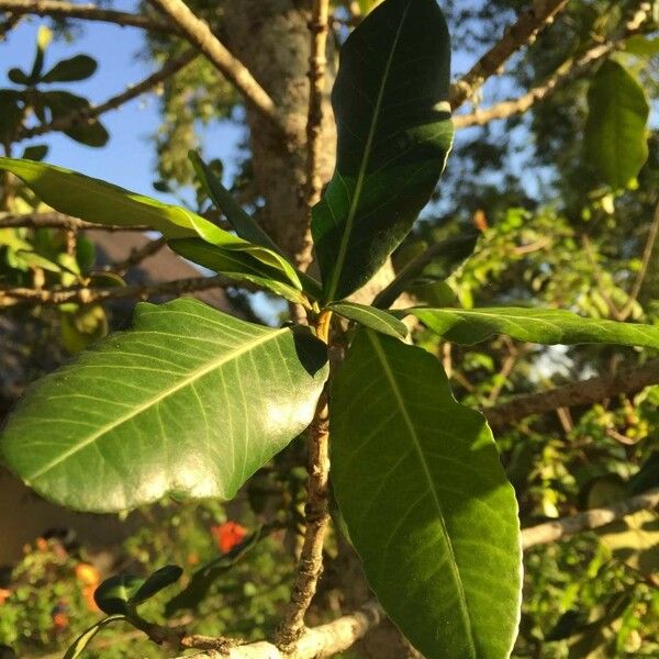 Garcinia livingstonei Leht