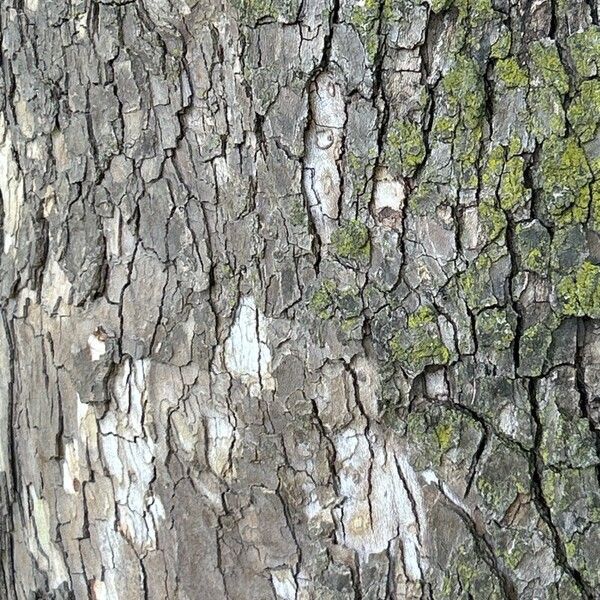 Platanus occidentalis Bark