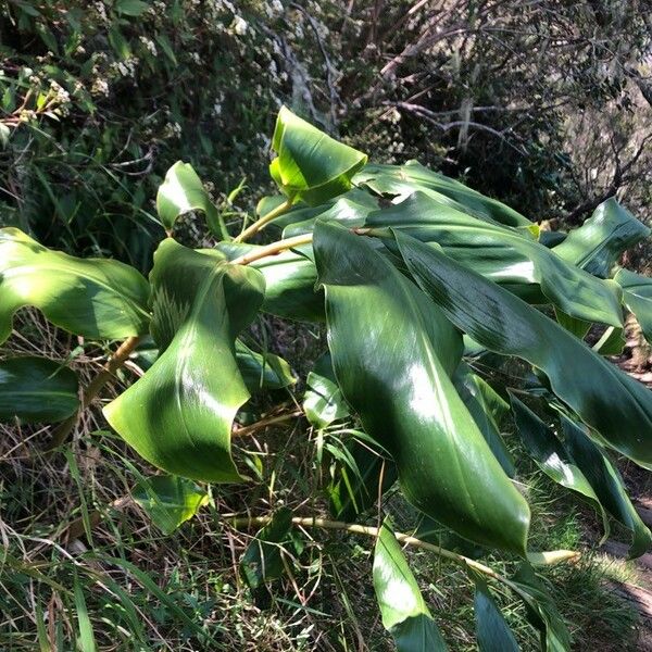 Cordyline mauritiana Folha