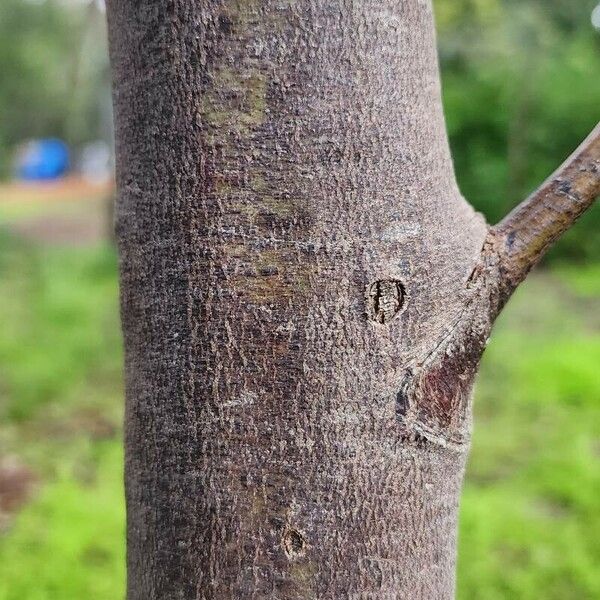 Acacia pycnantha 樹皮