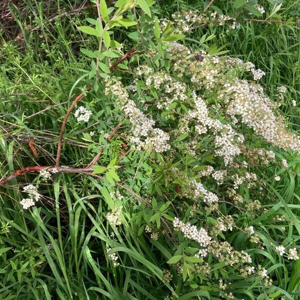 Spiraea hypericifolia Flower