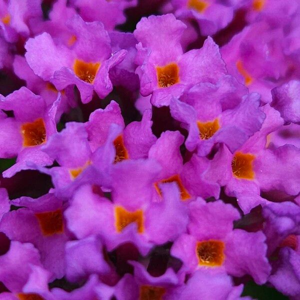 Buddleja japonica Flor