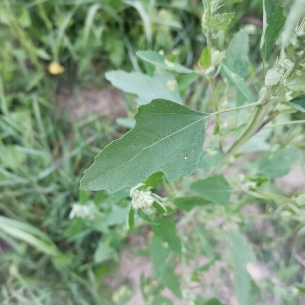 Chenopodium ficifolium ഇല