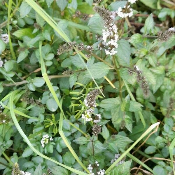 Mentha × piperita Hábito