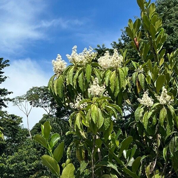 Miconia affinis (Saquiyac)