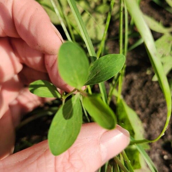 Hypericum humifusum Leaf