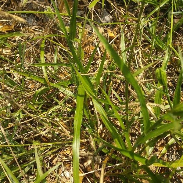 Dactyloctenium aegyptium Leaf