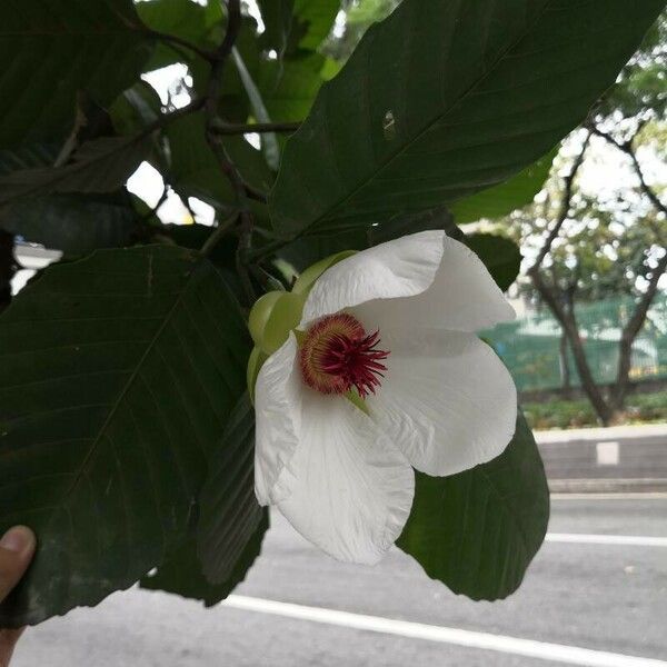 Dillenia philippinensis Flor