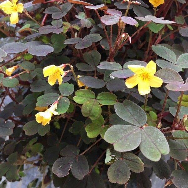 Oxalis spiralis Feuille