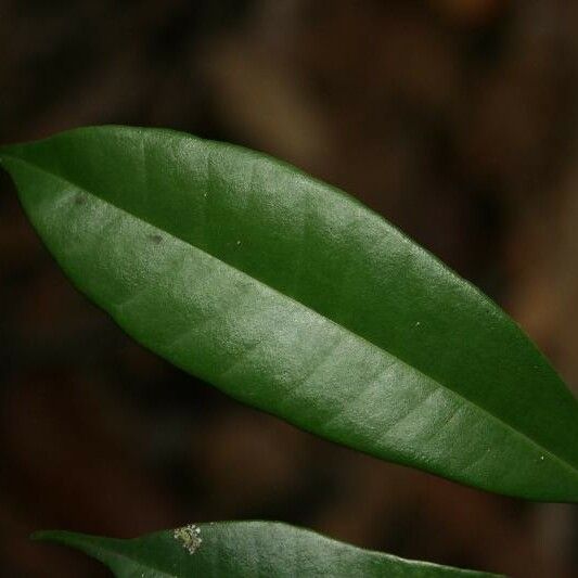 Myrcia decorticans Leaf