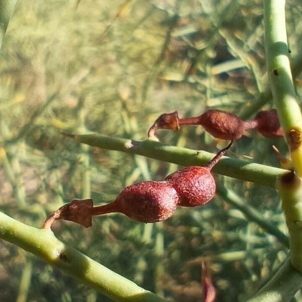 Alhagi maurorum Fruit