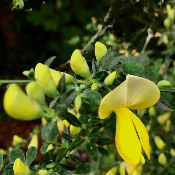 Cytisus scoparius Floare