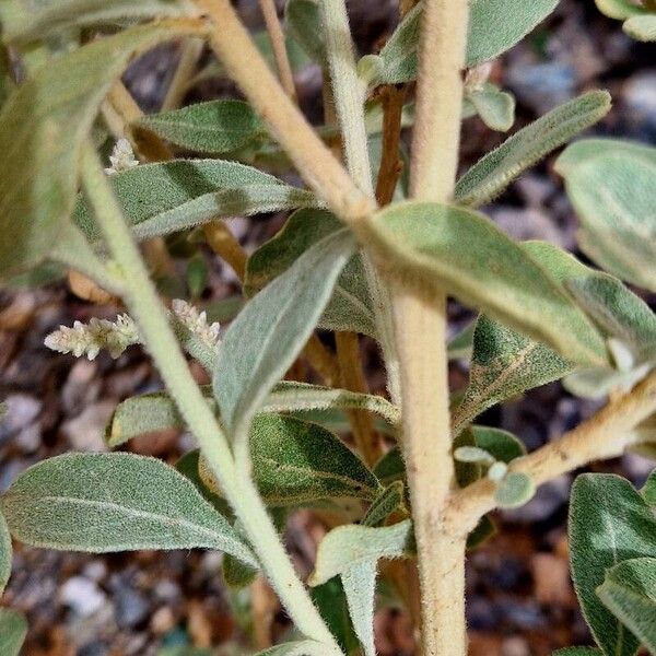 Aerva javanica Bark