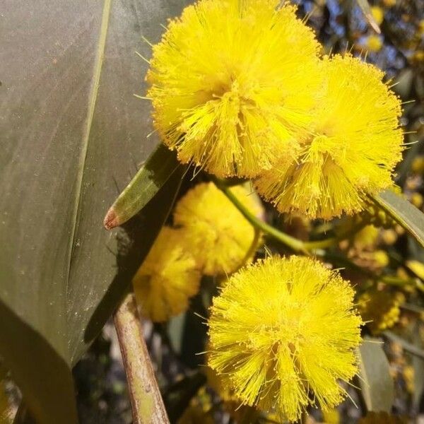 Acacia saligna Žiedas