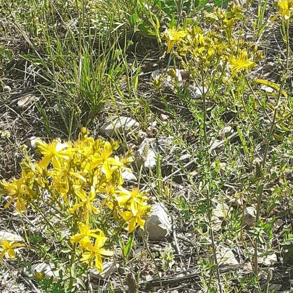 Hypericum perfoliatum Kukka