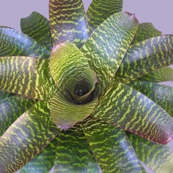 Vriesea gigantea