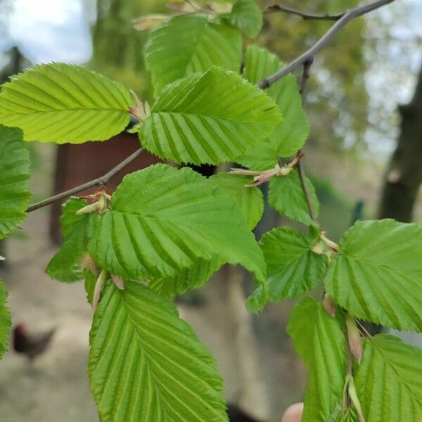 Carpinus betulus Leaf