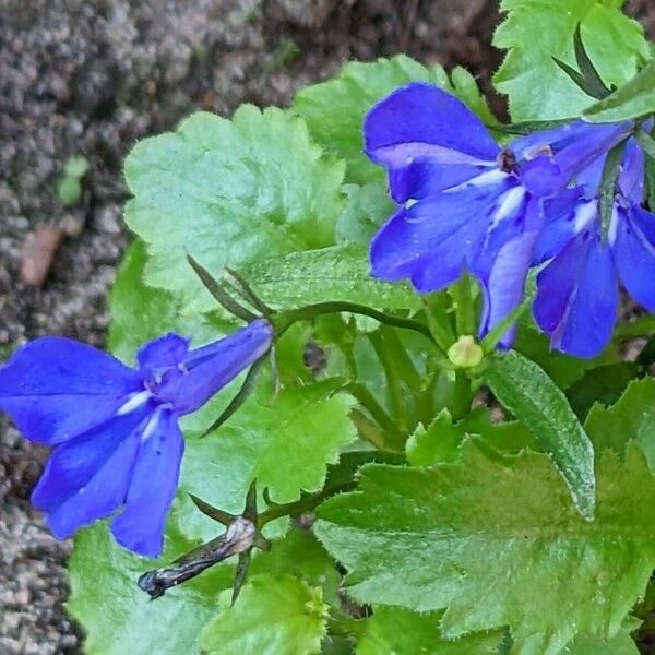 Lobelia erinus Fiore