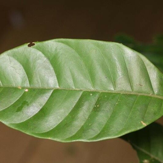 Trichilia schomburgkii Hoja