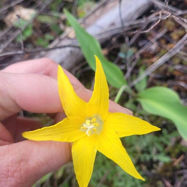 Erythronium grandiflorum Flor