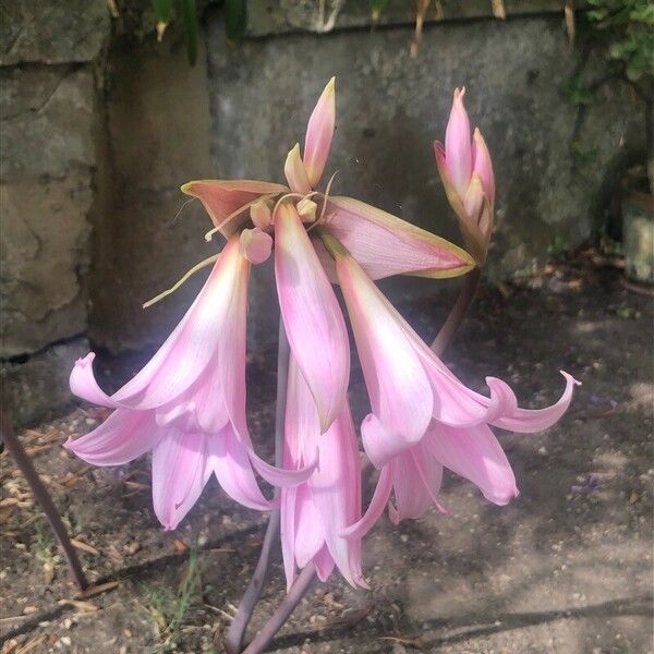 Amaryllis belladonna Fleur