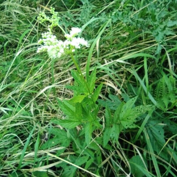 Filipendula ulmaria Vivejo