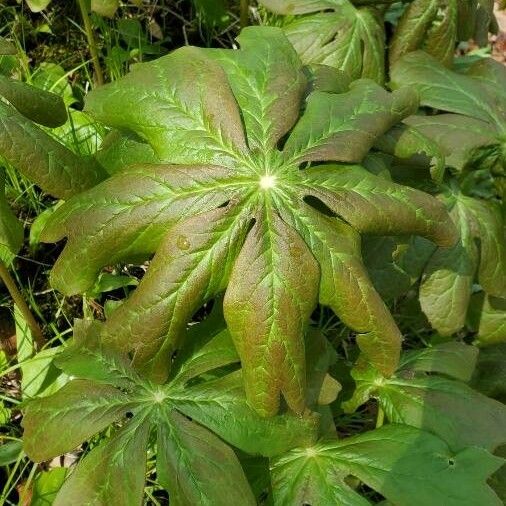 Podophyllum peltatum Frunză