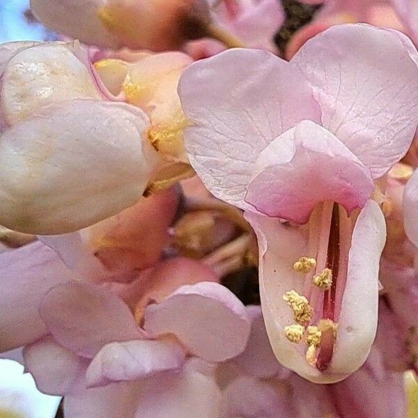 Cercis canadensis Flower