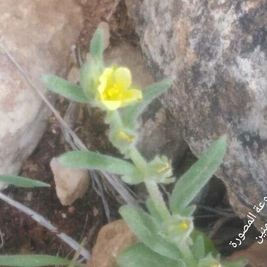 Helianthemum ledifolium पत्ता