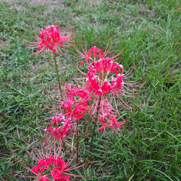 Lycoris radiata Bloem