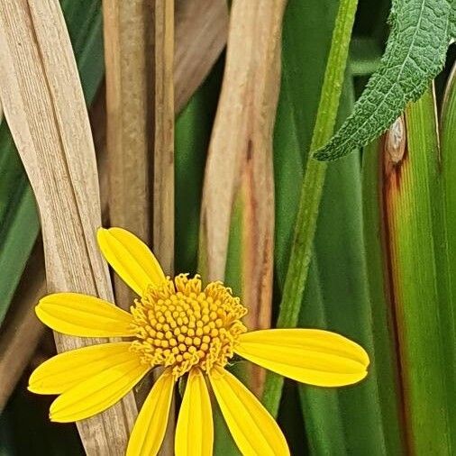 Aspilia pluriseta Flower