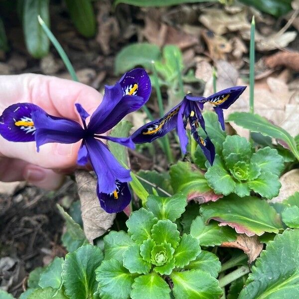 Iris reticulata 花