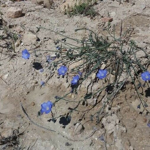 Linum lewisii Квітка