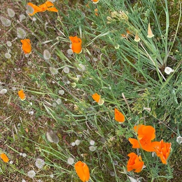 Eschscholzia californica Fleur