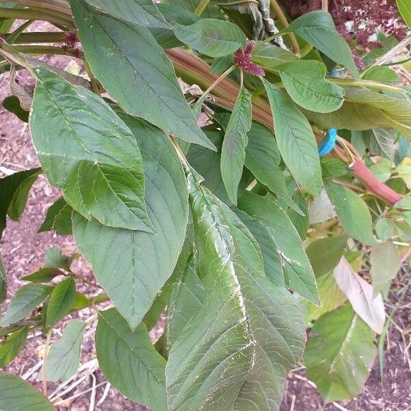 Amaranthus cruentus Leaf