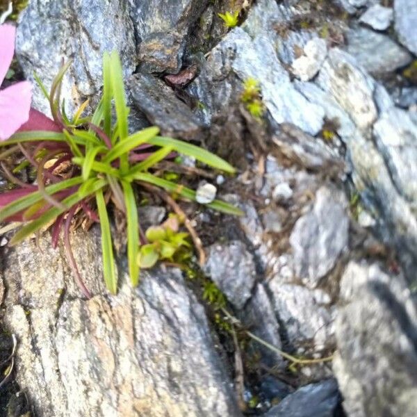 Dianthus glacialis Hoja